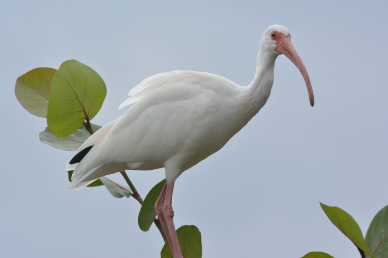 Witte Ibis